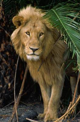 le rio de la savane